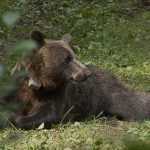 Национални парк Тара: Маркирана нова јединка медведа