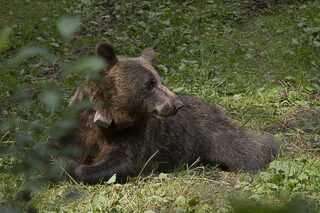 Национални парк Тара: Маркирана нова јединка медведа