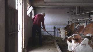 Производња органског млека на Златибору