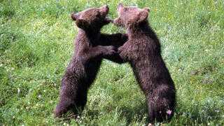 Мајчинство у дивљини: Откривене нове тајне из живота мрких медведа