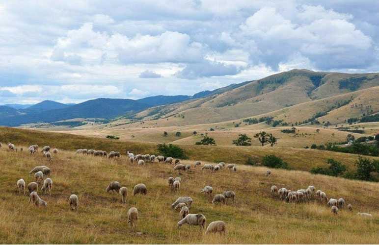 Златибор, фото Слободан Јовичић