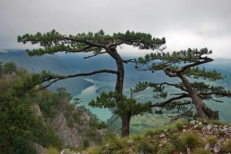 Видиковци на Тари
