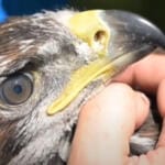 Кретање краља неба: српски сури орао под сателитским надзором