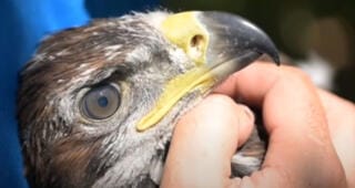 Кретање краља неба: српски сури орао под сателитским надзором