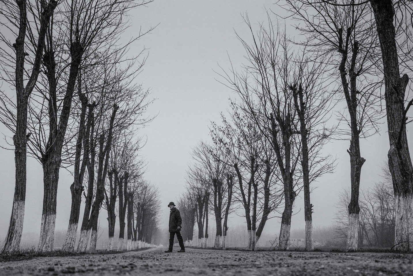 Слађана Пантелић - Дрворед